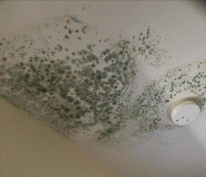visible mold growing on a ceiling